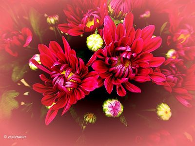 Chrysant.JPG
