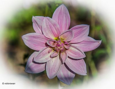 Dahlia-Pink Giraffe.JPG