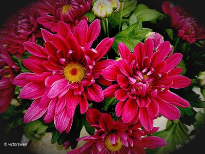 Chrysant.JPG