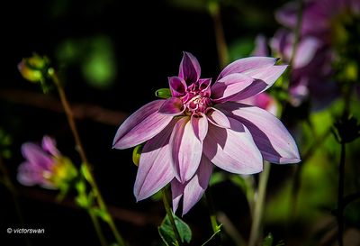 Dahlia-Pink Giraffe.JPG