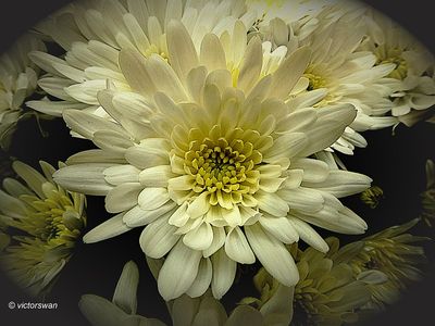 Chrysant.JPG