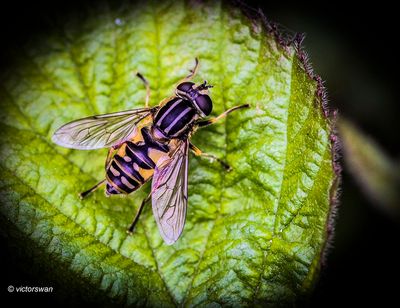 Gewone Pendelvlieg - Helophilus pendulus .JPG