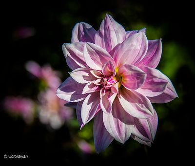 Dahlia-Pink Giraffe.JPG