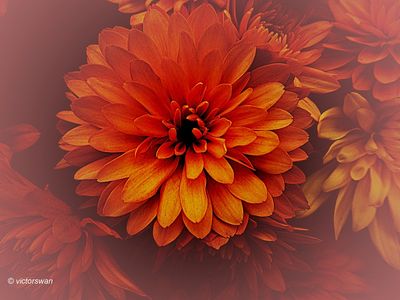 Chrysant.JPG