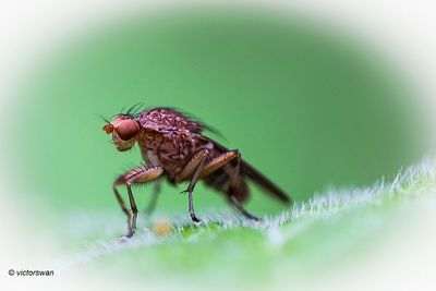 Afvalvlieg Suillia species.JPG
