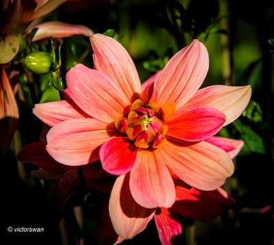 Dahlia-Braem succes .JPG