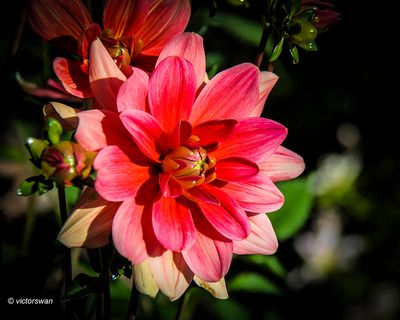 Dahlia-Braem succes .JPG