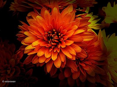 Chrysant.JPG
