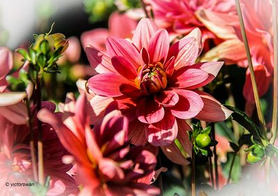 Dahlia-Braem succes .JPG