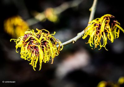 Toverhazelaar - Hamamelis .JPG