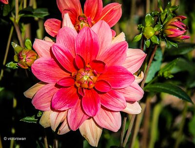 Dahlia-Braem succes .JPG