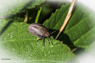 Bremschildwants - Piezodorus lituratus.JPG