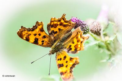 Gehakkelde aurelia - Polygonia c-album.JPG