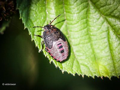 Bremschildwants - Piezodorus lituratus.JPG