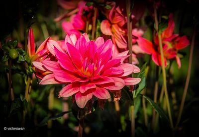 Dahlia-Braem succes .JPG