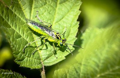 Rhogogaster viridis.JPG