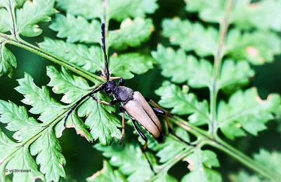Gewone Smalboktor - Stictoleptura rubra .JPG