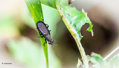 Rouwslakkendoder. - Coremacera marginata.JPG