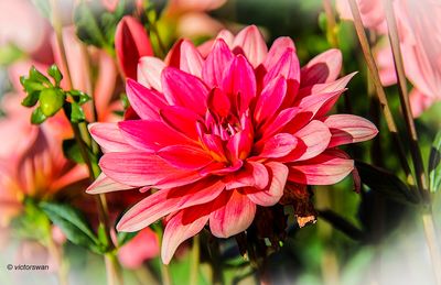 Dahlia-Braem succes .JPG