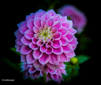 Dahlia Sweet Love.JPG
