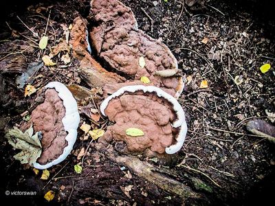 Dikrandtonderzwam - Ganoderma adspersum .JPG