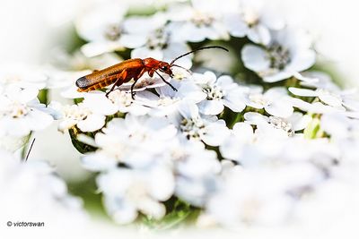 Kleine Rode Weekschild - Rhagonycha fulva .JPG