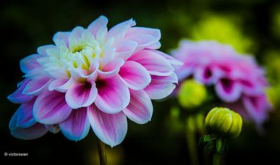Dahlia Sweet Love.JPG