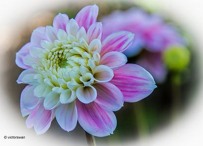 Dahlia Sweet Love.JPG