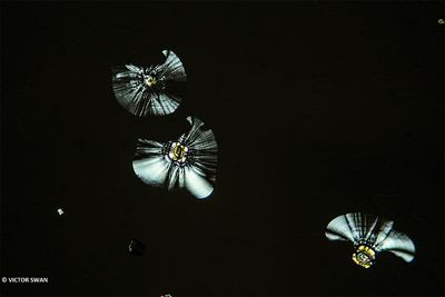g13/89/1165089/3/173558257.e4545df1.JPEG