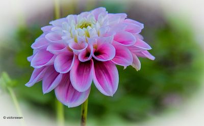 Dahlia Sweet Love.JPG