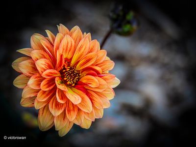Dahlia-Classic Masquerade.JPG