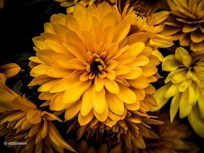 Chrysant.JPG