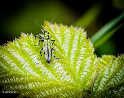 Fraaie schijnbok - Oedemera nobilis.JPG