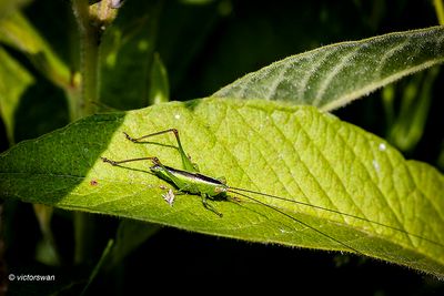 Gewoon Spitskopje - Conocephalus dorsalis.JPG