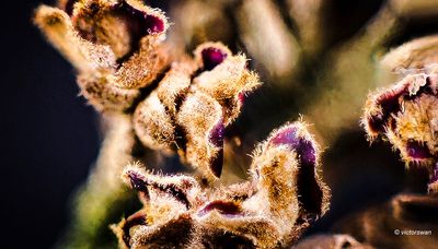 Toverhazelaar - Hamamelis.JPG