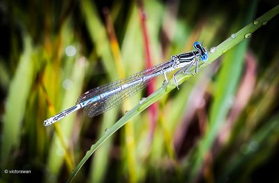 Blauwe breedscheenjuffer - Platycnemis pennipes.JPG