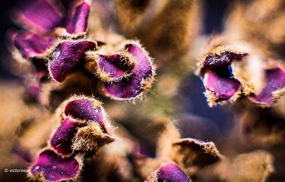 Toverhazelaar - Hamamelis.JPG