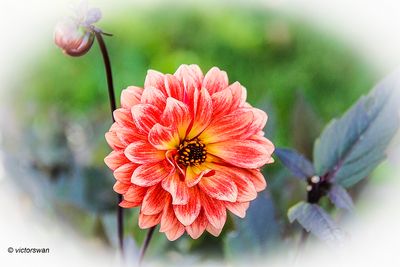 Dahlia-Classic Masquerade.JPG