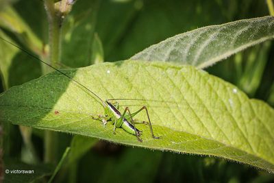 Gewoon Spitskopje - Conocephalus dorsalis.JPG