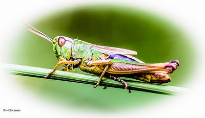 Krasser - Pseudochorthippus parallelus.JPG