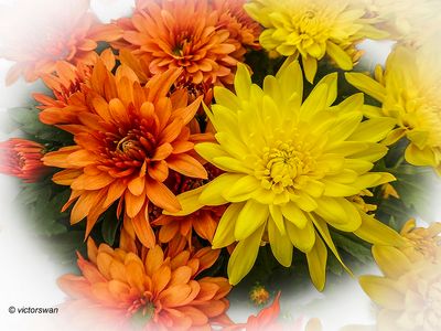 Chrysant.JPG