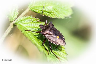 Roodpootschildwants - Pentatoma rufipes.JPG