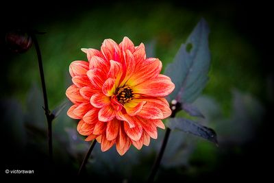 Dahlia-Classic Masquerade.JPG