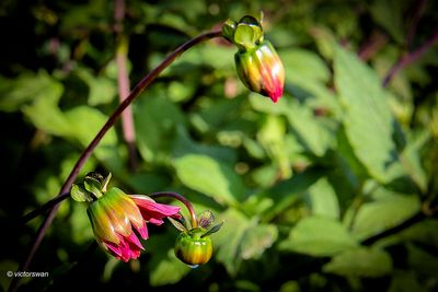 Dahlia-Vordenstein 1 .JPG