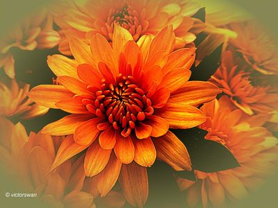Chrysant.JPG