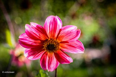 Dahlia-Vordenstein 1 .JPG