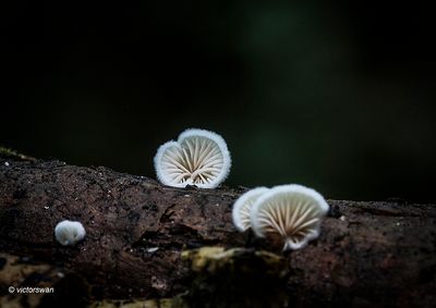 Wit oorzwammetje - Crepidotus variabilis.jpg