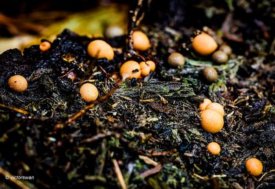 Gewone boomwrat  Lycogala epidendrum .JPG