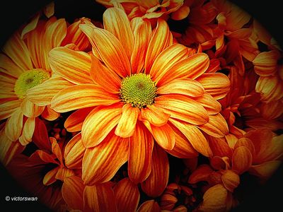 Chrysant.JPG