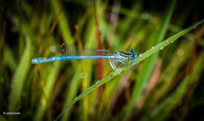Blauwe breedscheenjuffer - Platycnemis pennipes.JPG